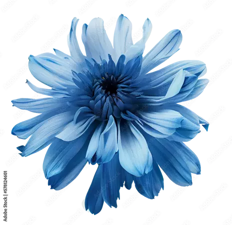 flower blue 💙