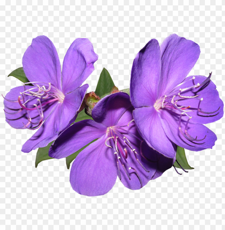 flowers-purple-garden-summer-bright-flower-11563640059ifcgdbk05t.png (840×859)
