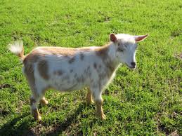dwarf goat – Google Suche