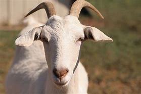 goat - Bing images