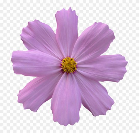 63-639537_cosmos-flower-garden-nature-purple-purple-flower-no-background.png (840×800)