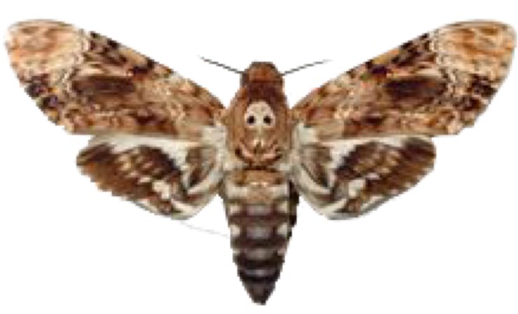skull moth