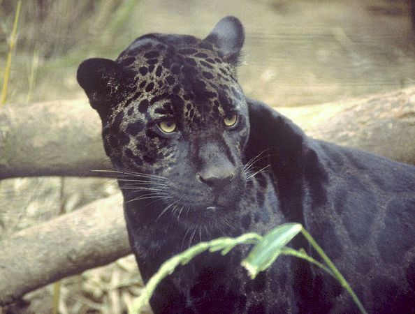 791px-Black_jaguar.jpg (791×599)