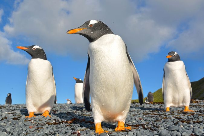 Gentoo penguins – Australian Antarctic Program
