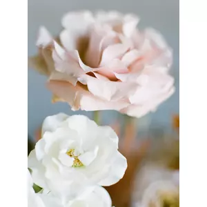 picture pink & white flowers