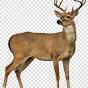 transparent deer pic - Google Search