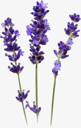 hyacinth purple flower png filler