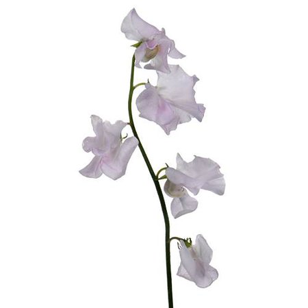 White and Pink Bicolor Designer Sweet Pea Flower | FiftyFlow