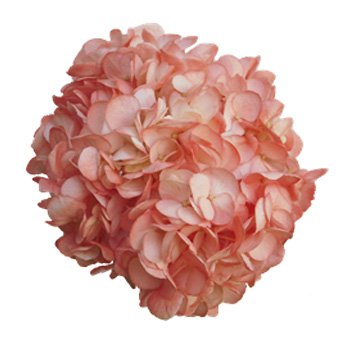 Buy Light Orange Hydrangea Online | Whole Blossoms