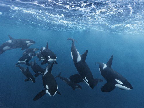 orcas/ocean | tumblr | (itsgettingtooemotional)