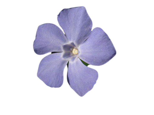 periwinkle flower