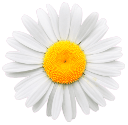 daisy image png - Google Search