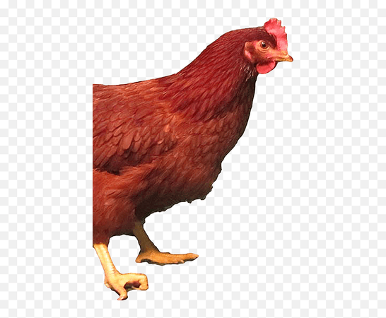 Rhode Island Red - May Hatch Heritage Chickens Rhode Island Red Chicken Png,Chicken Transparent - free transparent png images - pngaaa.com