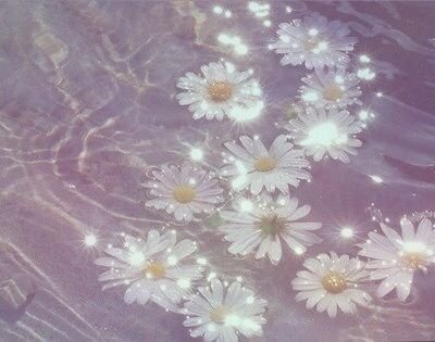 dreamy aesthetic photography daises water