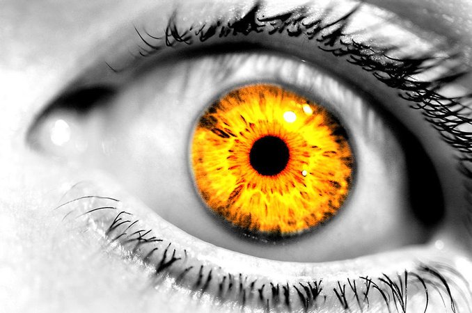 yellow-orange eyes