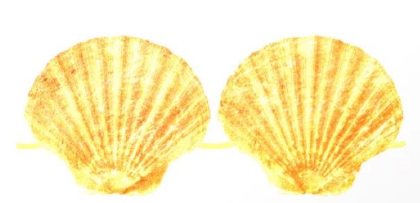 yellow shell bra