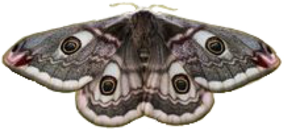 eye moth