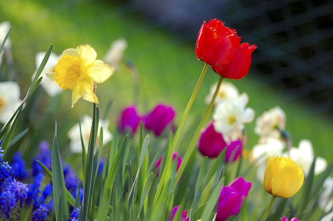 Colorful spring garden - Spring (season) - Wikipedia