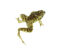2" - 3" Plain Leopard Frog - Biologyproducts.com