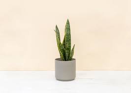 snake plant gray pot