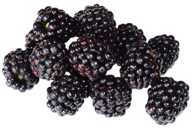 blackberries png