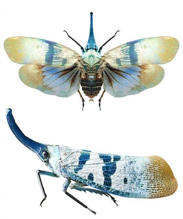 pyrops heringi (lanternfly)