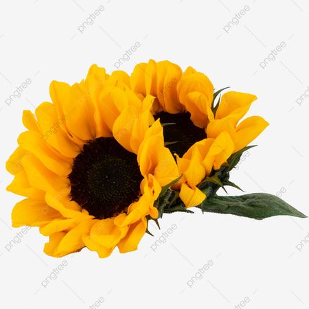 Photography Picture Blooming Sun Flower Sunflower, Sun Flower, Yellow, Leaf PNG Transparent Image and Clipart for Free Download