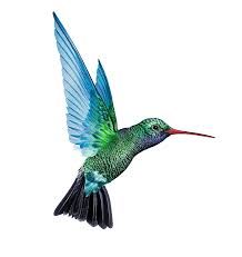 hummingbird png - Google Search