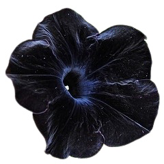 navy flower