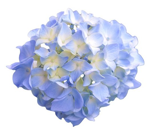 blue flower png filler