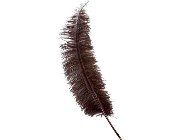 feathers - Google Search