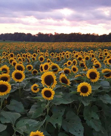 sunflower field 3