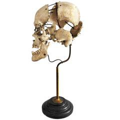 Real Beauchene Skull, Early Medical School Teaching Display at 1stDibs