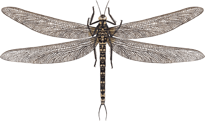 paleozoic insects – Google Sök