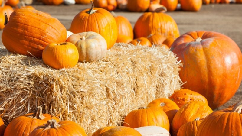 pumpkin picking – Google Suche