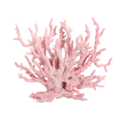 pink coral - snailspng