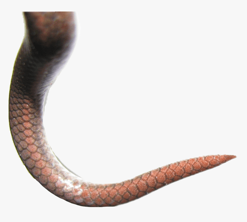 Snake Scales Png - Snake Tail Transparent Background, Png Download , Transparent Png Image - PNGitem
