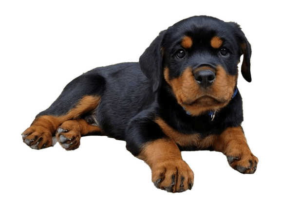 Rottweiler Puppy PNG Image | PNG All