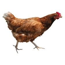 chickens png - Google Search
