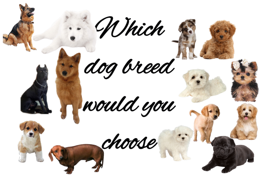 Which dog breed would you have part 1