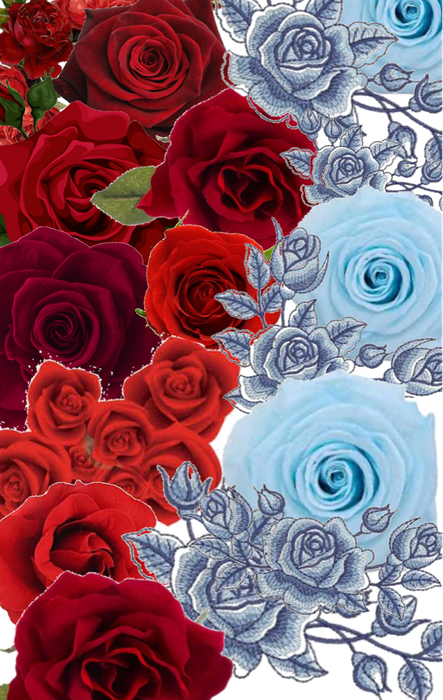 blue and red roses