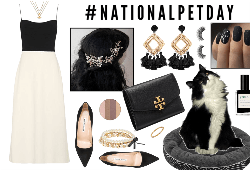 National Pet Day: Tuxedo Cat