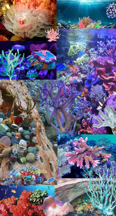 coral reef collage