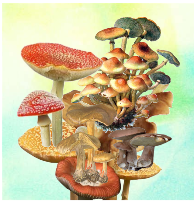 Mushrooms on mushrooms