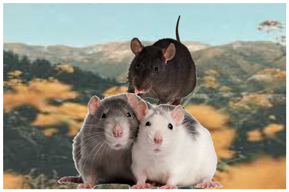 Cute Rats