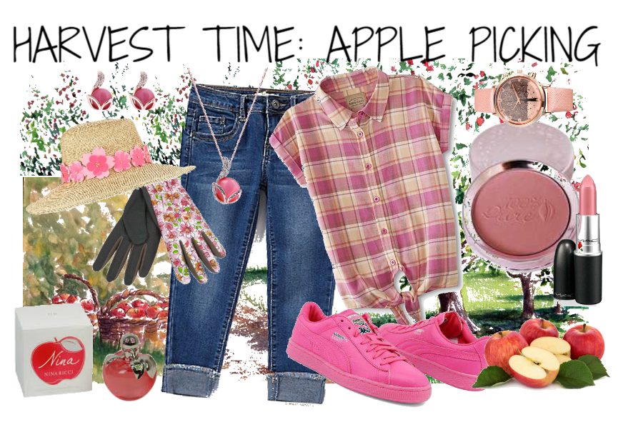 Harvest time: Apple picking