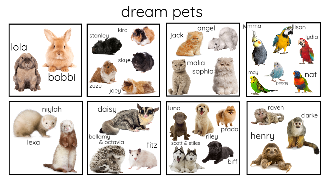 dream pets