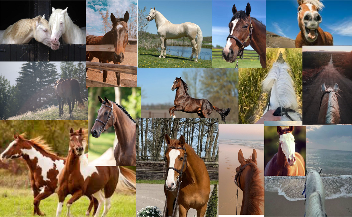 my love ……… horses.       my sport ……horseback riding